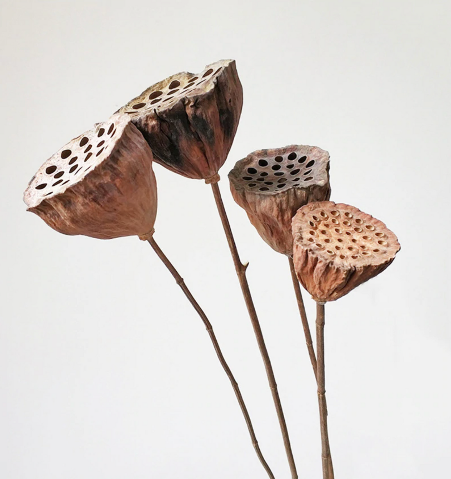 Natural Dried Lotus Root - 1 Pc