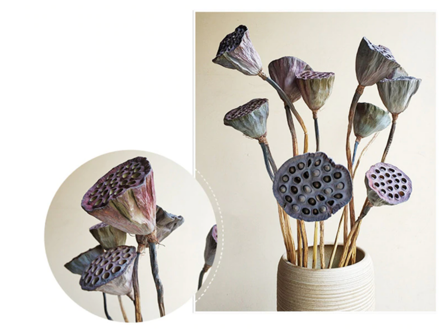 Natural Dried Lotus Root - 1 Pc